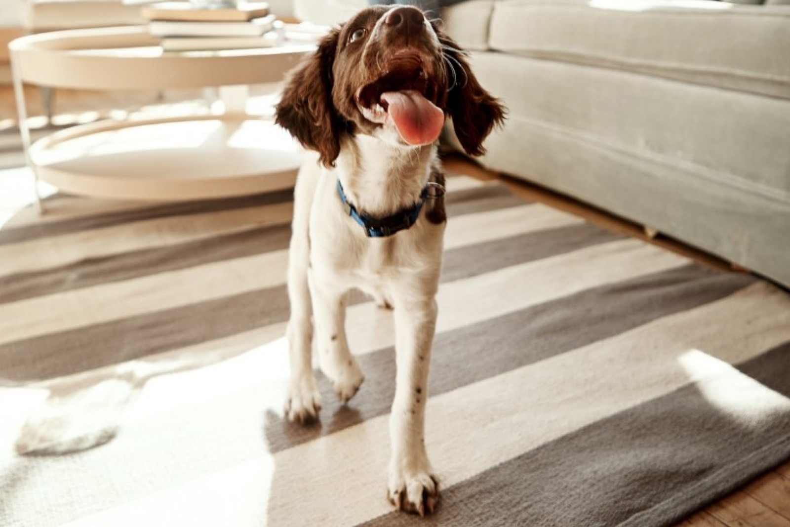 hundehaare entfernen staubsauger fur