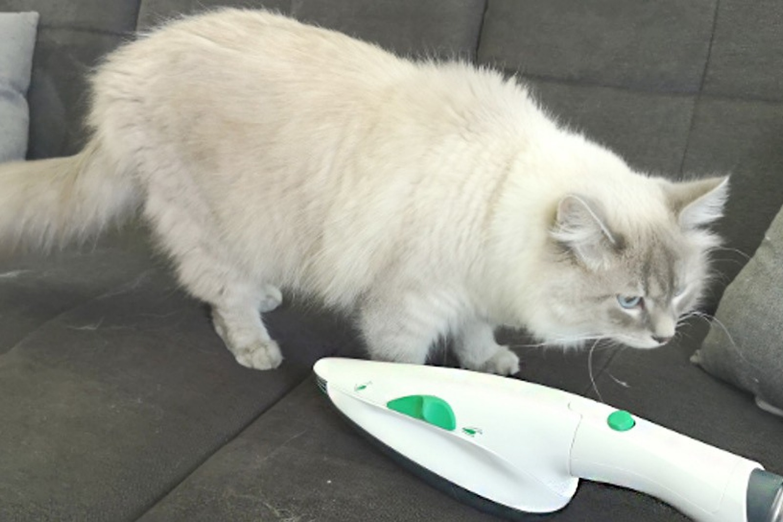 katzenhaare entfernen pb440 elektro