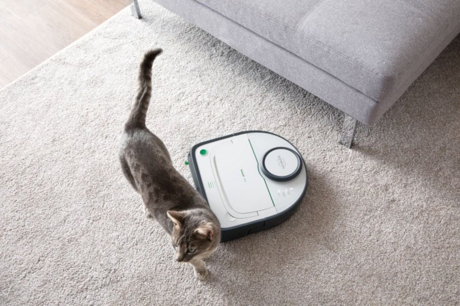 Staubsauger für Tierhaare Tierhaare richtig entfernen Vorwerk Kobold